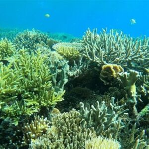 Mars presenta un programa para la recuperación de los arrecifes de coral