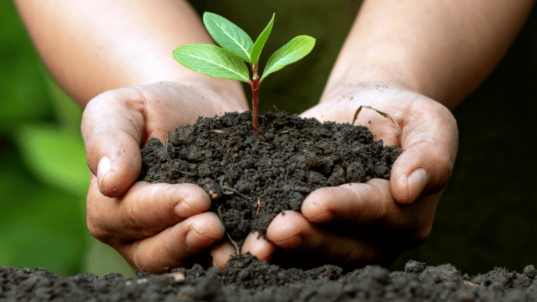 Mastercard y Monei contribuyen a la plantación