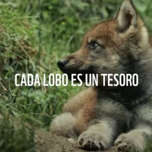 WWF y la agencia Elvis lanzan una campaña para la protección del lobo ibérico