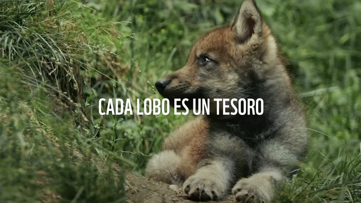 WWF y la agencia Elvis lanzan una campaña para la protección del lobo ibérico